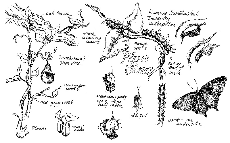Erin O'Toole illustration of butterfly.
