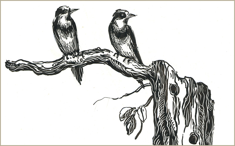 Erin O'Toole scratch board illustration.