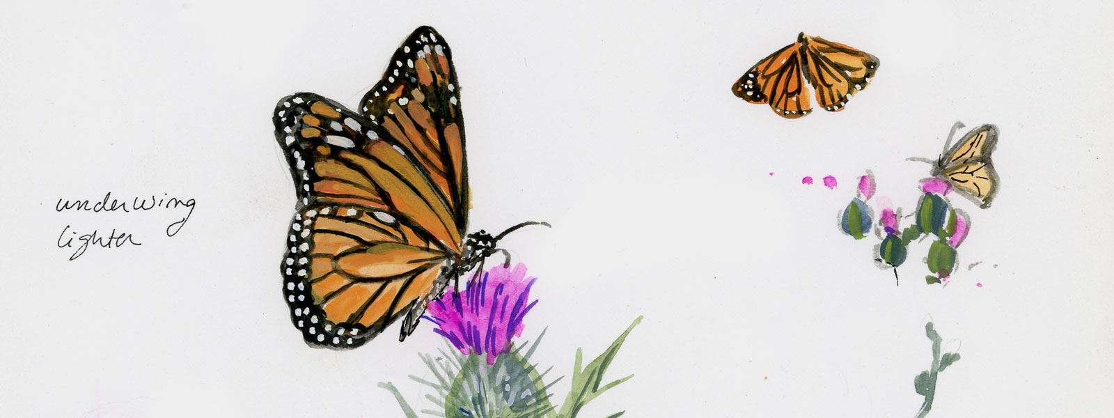 Erin O'Toole butterflies and flowers